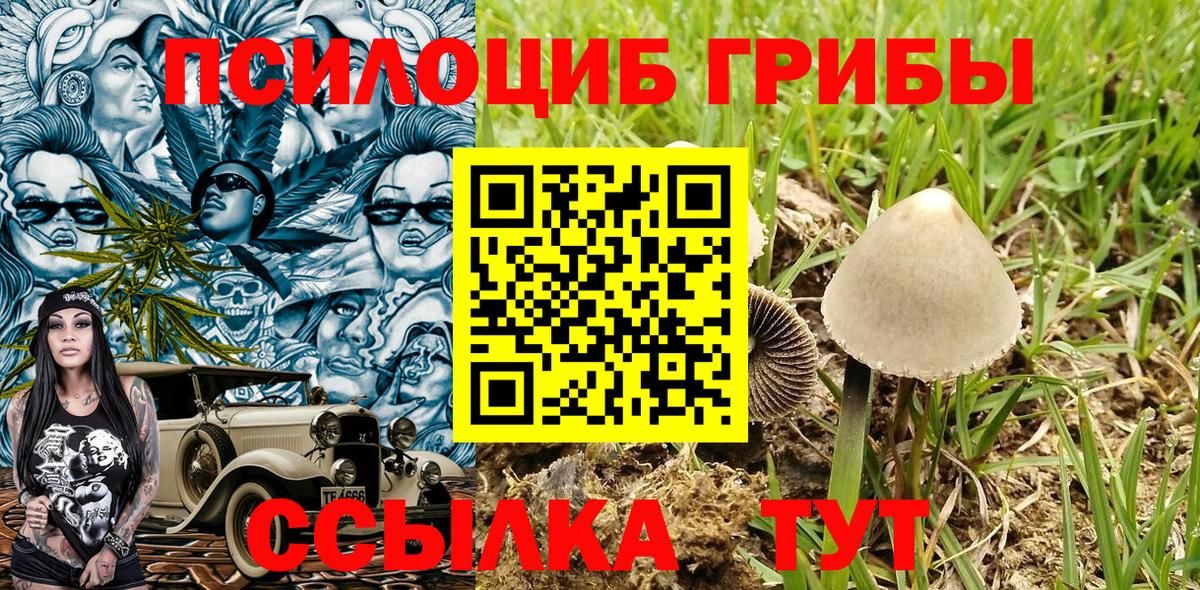Галлюциногенные грибы Psilocybe Топки
